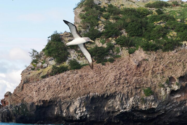 Albatross, seals, and sea birds-Wildlife Cruise