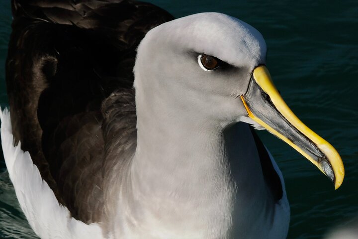 Dunedin Wildlife Cruise-Albatross, seals and harbour