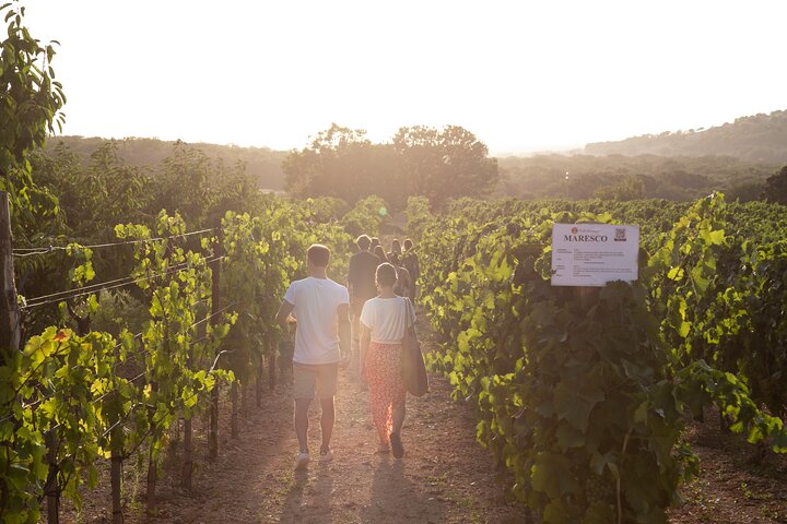 Dinner in the vineyard with wine tasting and walk