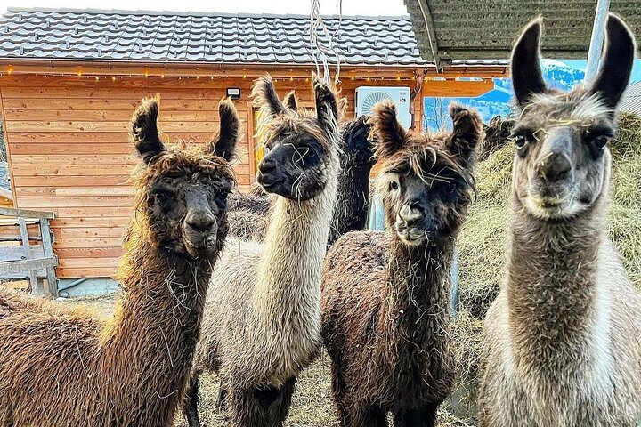Llama hike through the wonderful Liechtenstein mountains