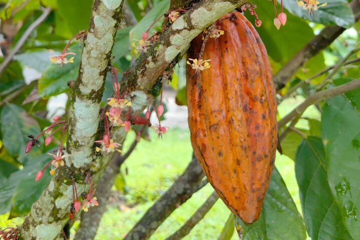 Cultural: Coffee & Chocolate Tour+Wildlife Trail+Waterfall Swim