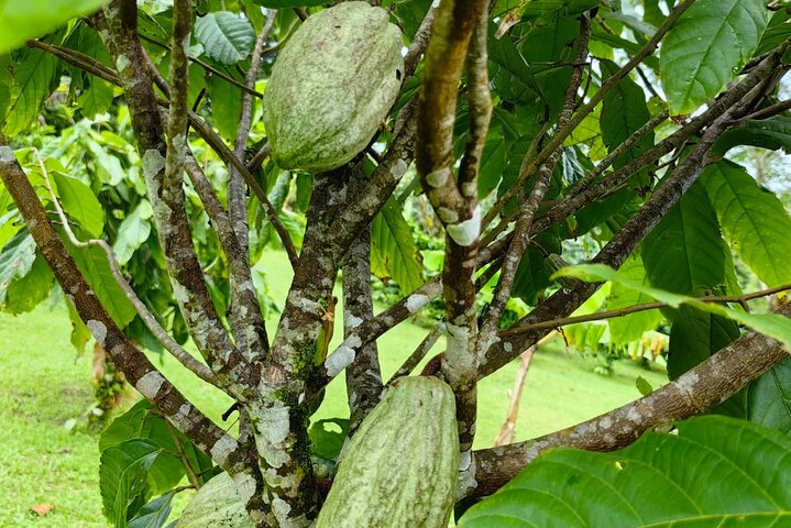 Cultural: Coffee & Chocolate Tour+Wildlife Trail+Waterfall Swim
