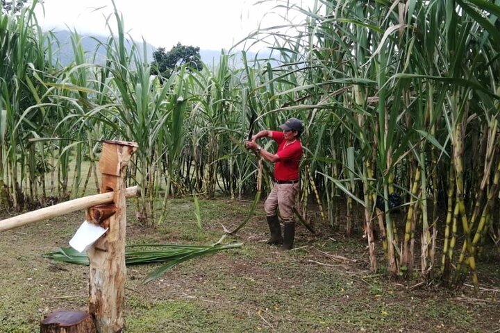 Cultural: Coffee & Chocolate Tour+Wildlife Trail+Waterfall Swim