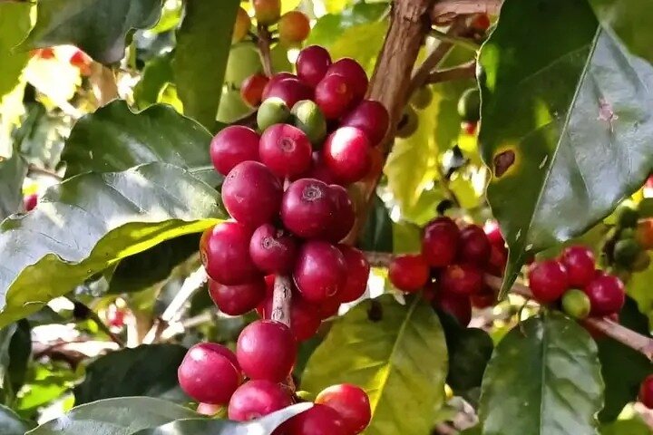 Cultural: Coffee & Chocolate Tour+Wildlife Trail+Waterfall Swim