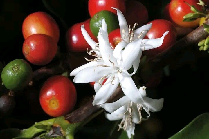 Cultural: Coffee & Chocolate Tour+Wildlife Trail+Waterfall Swim