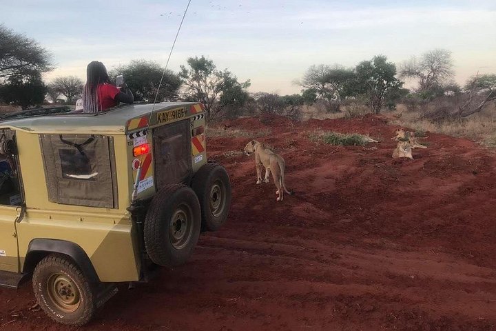 Private Game Drive in Maasai Mara