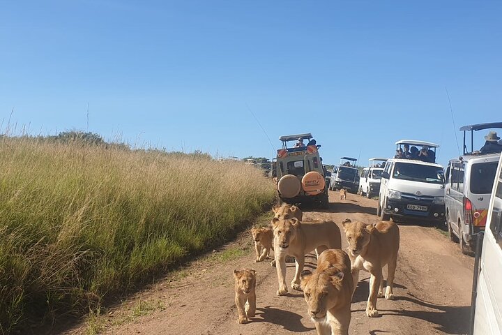 Private game drive safari Tour in Maasai Mara