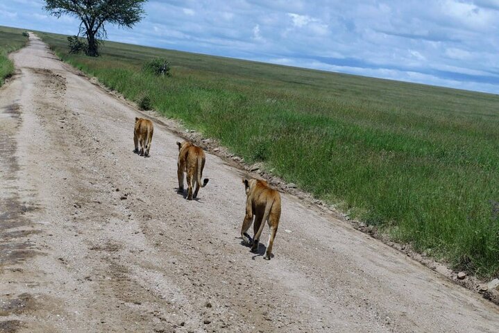 Private Game Drive in Maasai Mara
