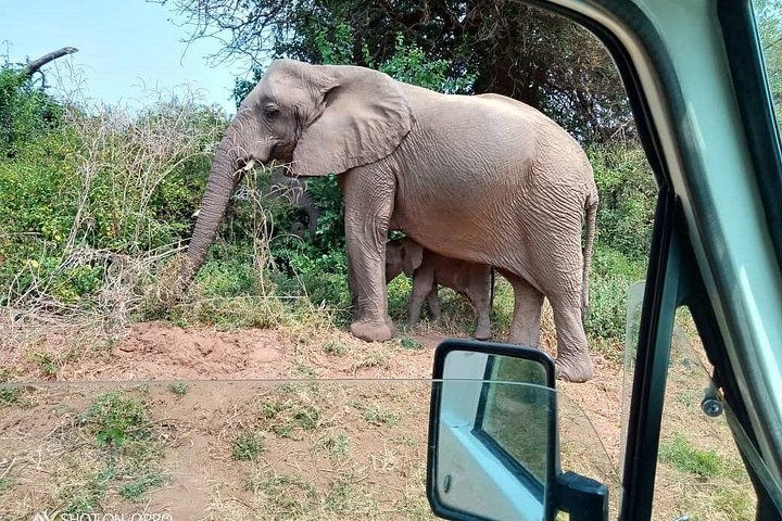 Private Game Drive in Maasai Mara
