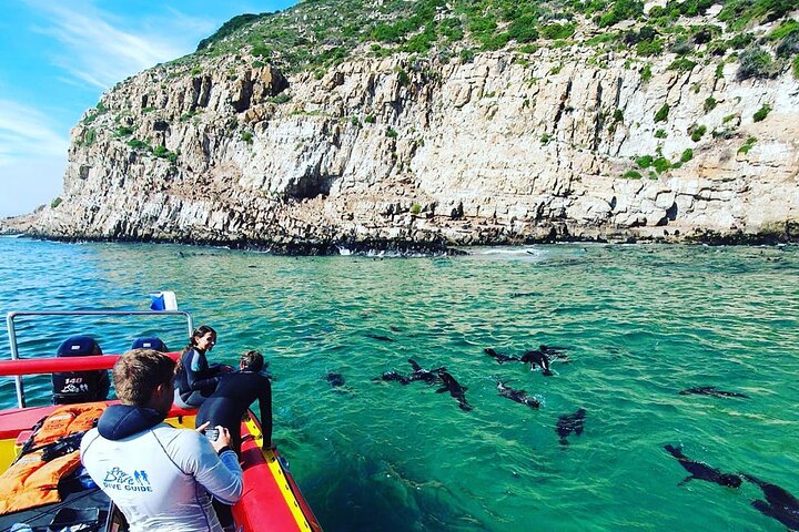 Seal Viewing Boat Trip in Plettenberg Bay