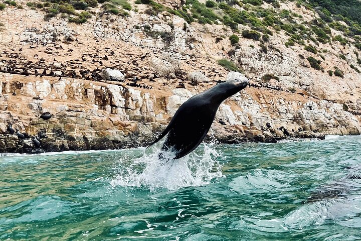 Seal Viewing Boat Trip in Plettenberg Bay