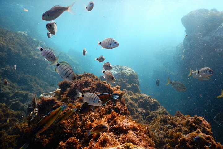 Terceira Island: Snorkeling Wildlife | Protected Areas