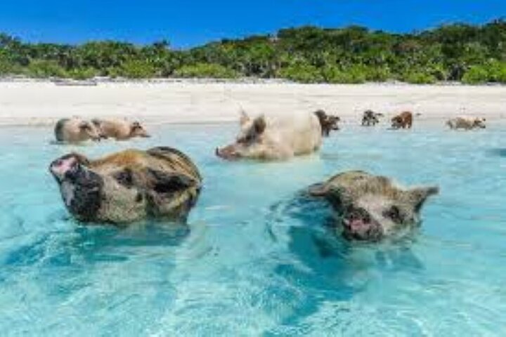 Nas: 3 islands Tour ,snorkel, Turtles, pigs and lunch