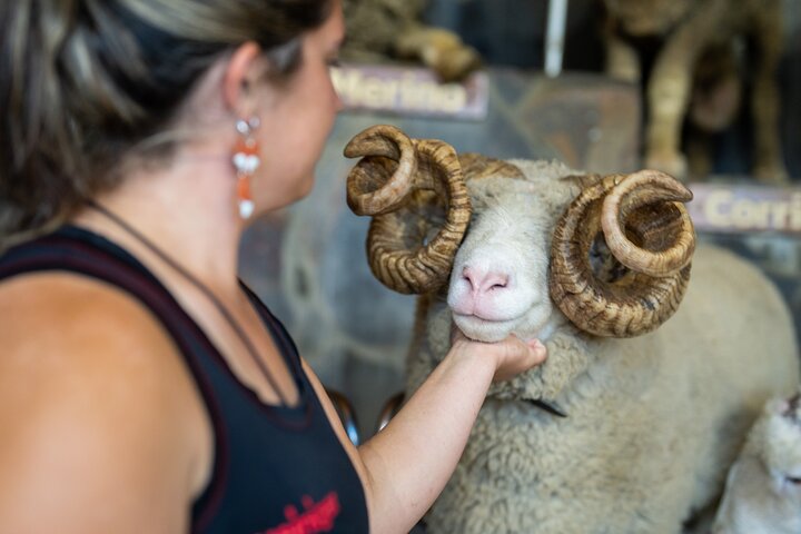 Agrodome Farm Experience including Farm Show and Farm Tour - Rotorua