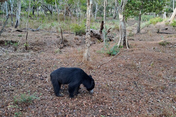 Wilpattu National Park Guided Tour in a Safari Jeep Ride