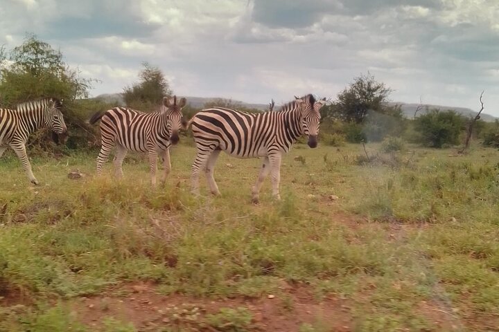 Half Day Lion and Safari Park Tour