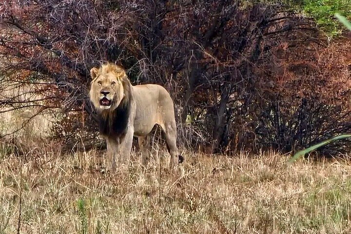 Half Day Lion and Safari Park Tour