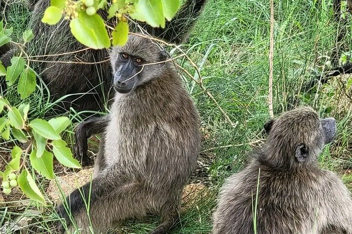 Half Day Lion and Safari Park Tour
