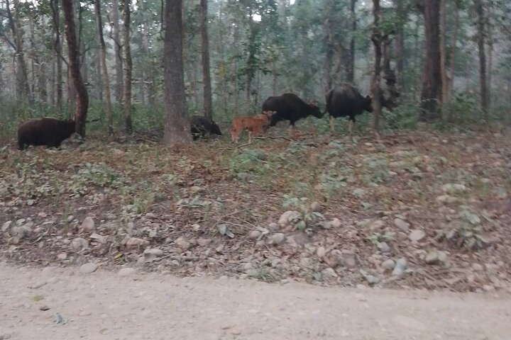 Chitwan National Park PVT. Jeep Safari untouched Side from Madi