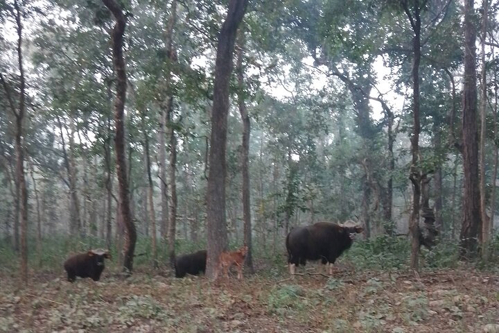 Chitwan National Park PVT. Jeep Safari untouched Side from Madi
