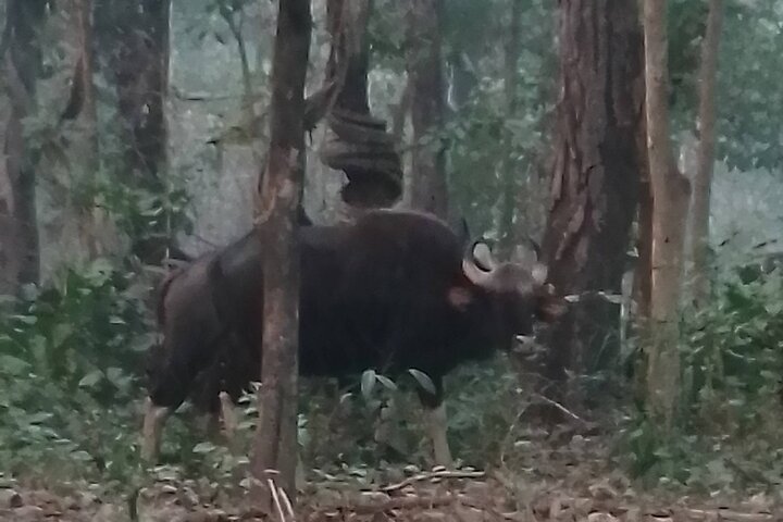 Chitwan National Park PVT. Jeep Safari untouched Side from Madi