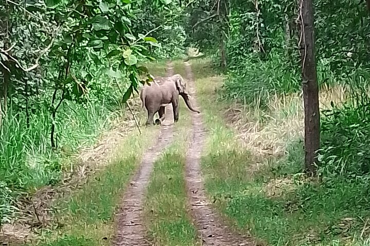 Chitwan National Park PVT. Jeep Safari untouched Side from Madi
