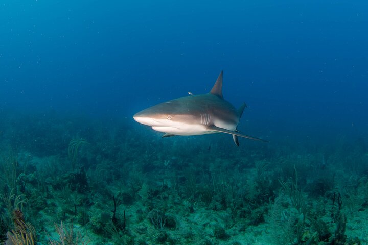 2-Tank Scuba Boat Trip in World-Class Sites @ Copamarina