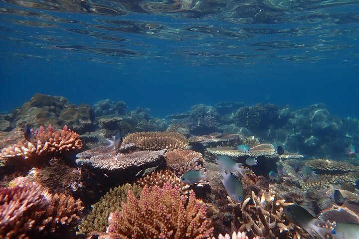 Whitsunday Islands Sail, SUP & Snorkel Tour-Small group