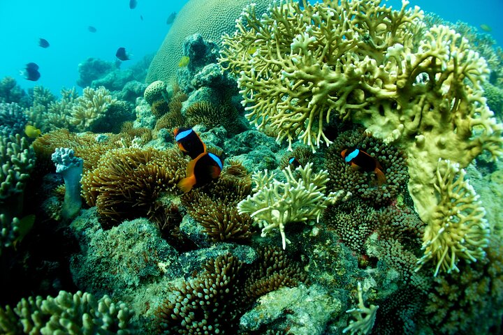 Whitsunday Islands Sail, SUP & Snorkel Tour-Small group