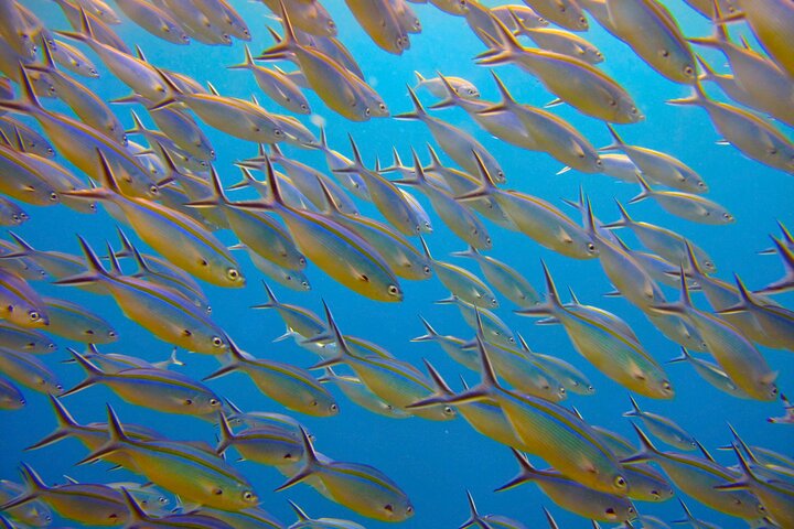 Whitsunday Islands Sail, SUP & Snorkel Tour-Small group