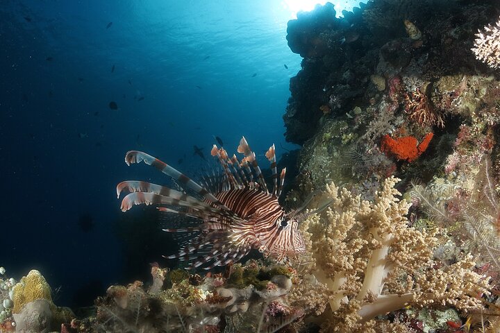 Island Hopping, Hike & Snorkel Semporna Tun Sakaran Marine Park