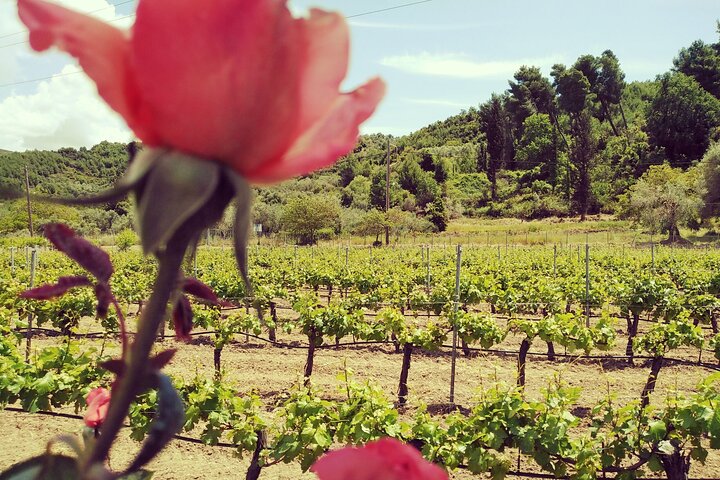 Private Excursion to Ancient Olympia - bee farm & winery