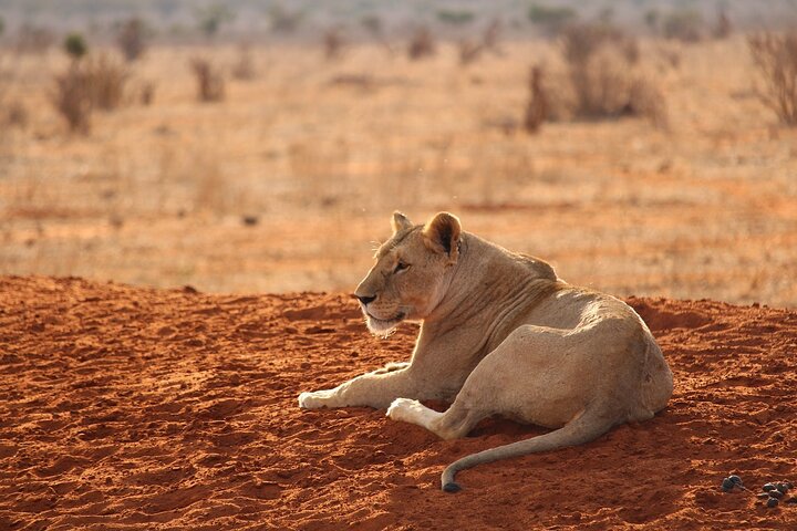 1 Day Group tour to Tsavo East National Park with Buffet Lunch