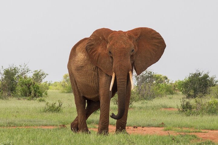 OVERNIGHT SAFARI TO TSAVO EAST NATIONAL PARK FROM MOMBASA orDIANI