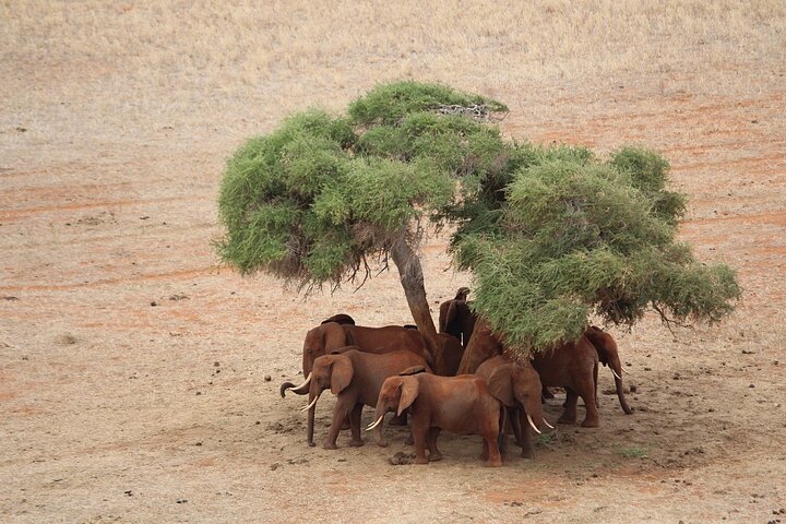 OVERNIGHT SAFARI TO TSAVO EAST NATIONAL PARK FROM MOMBASA orDIANI