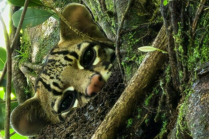 Sloth Watching , Coffee, Chocolate & waterfall Experience