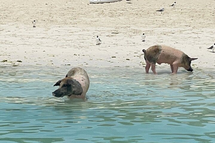 Crystal Bay Exuma Private Boat Tours & Fishing Charters