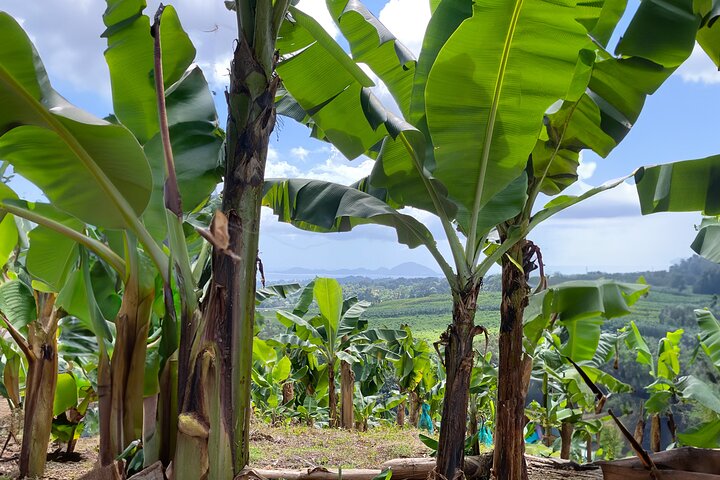 Full Day Tour of Guadeloupe