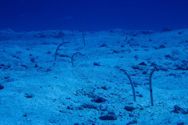 Okinawa Scuba Diving For Certified Divers (3 boat dives + Lunch)