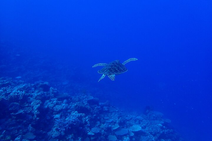 Okinawa Scuba Diving For Certified Divers (3 boat dives + Lunch)
