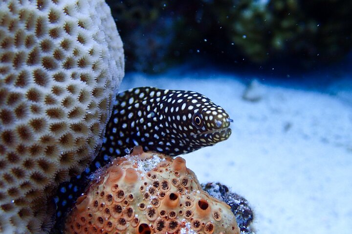 Okinawa Scuba Diving For Certified Divers (3 boat dives + Lunch)