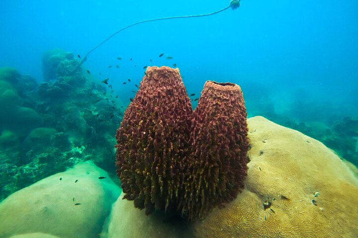 5 Islands Full-Day Tour Around Koh Tao and Koh Nangyuan
