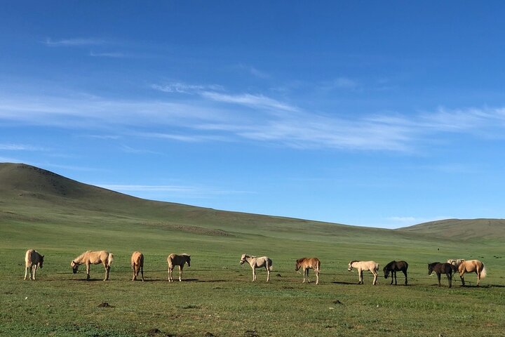 Private Day Tour in Hustai Nuruu National Park