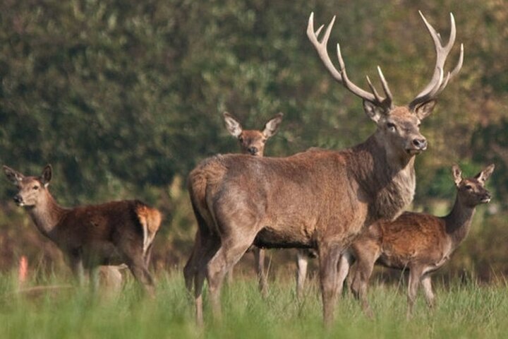 Private Day Tour in Hustai Nuruu National Park