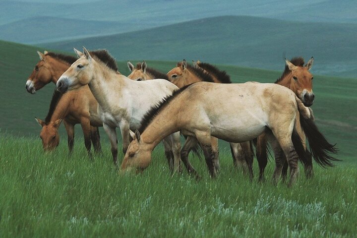 Private Day Tour in Hustai Nuruu National Park