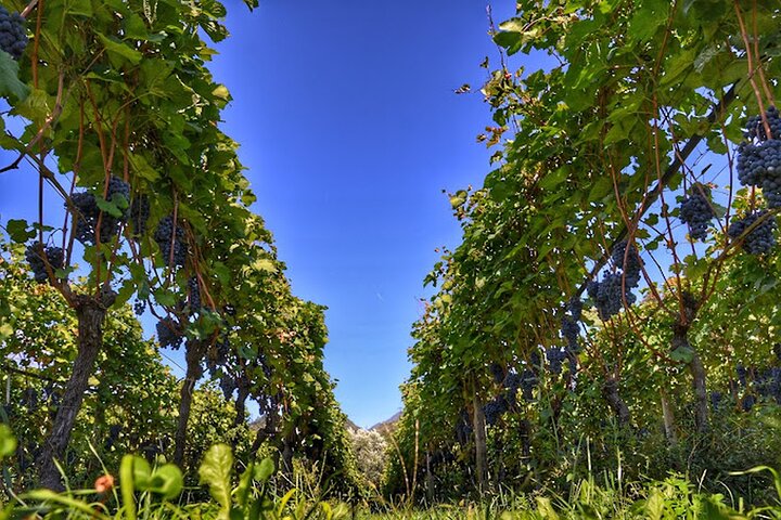 Trentino Wine Journey: Organic Vineyards & Local Delights