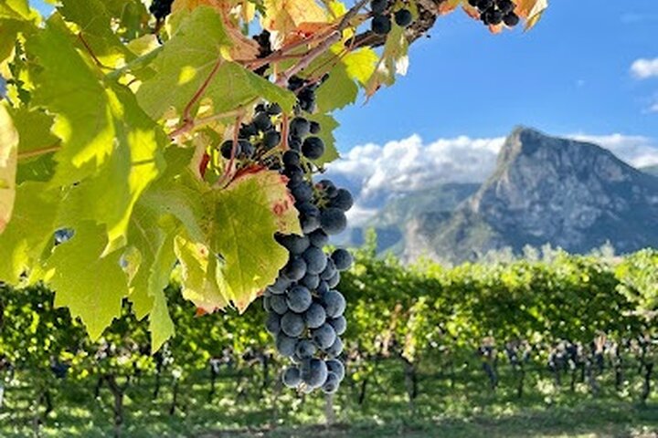 Trentino Wine Journey: Organic Vineyards & Local Delights