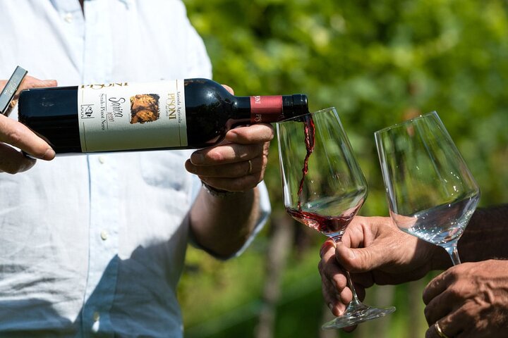 Trentino Wine Journey: Organic Vineyards & Local Delights