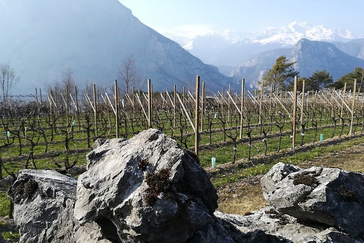 Trentino Wine Journey: Organic Vineyards & Local Delights