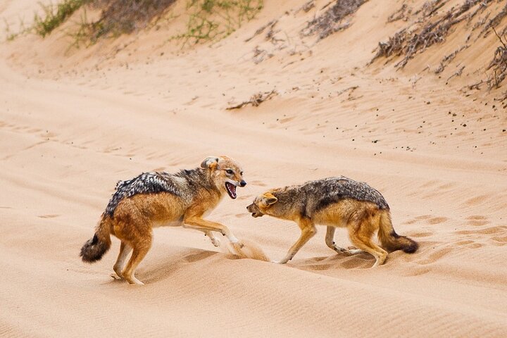 Sandwich Harbour 4x4 Guided Tour - Unforgettable Adventure